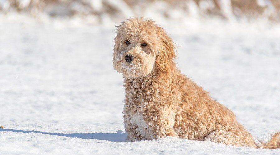 Mini Goldendoodle Breed Information, Traits & Puppy Costs