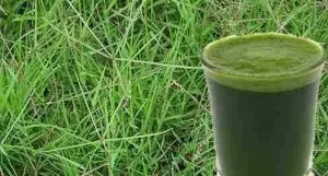 Arugampul juice benfits Tamil