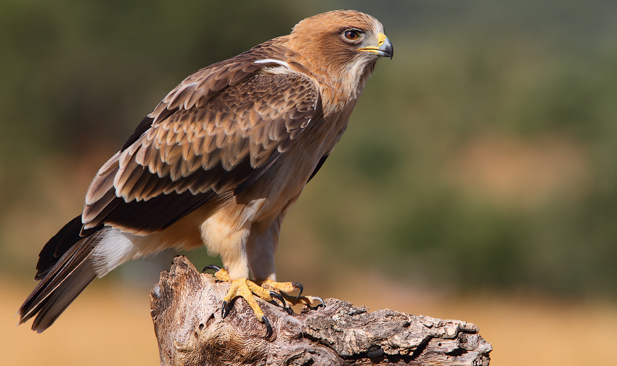 aguila-calzada.jpg