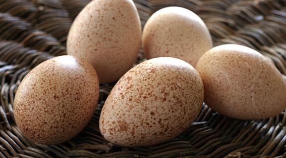 Pengertian Telur Struktur Telur Bagian Bagian Telur