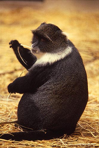 Kolb's monkey (guenon) at San Diego Zoo, 1981