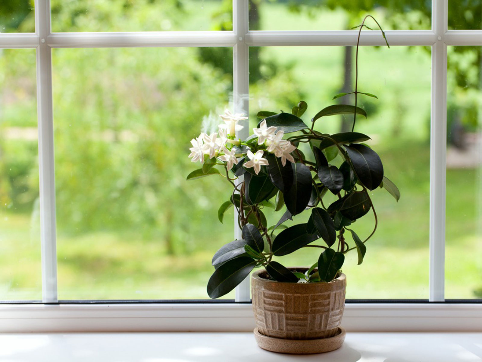 Chameli Flower Plant: Types, Care and How to Grow