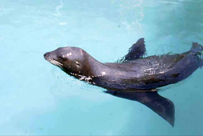 Swimming young California sea lion