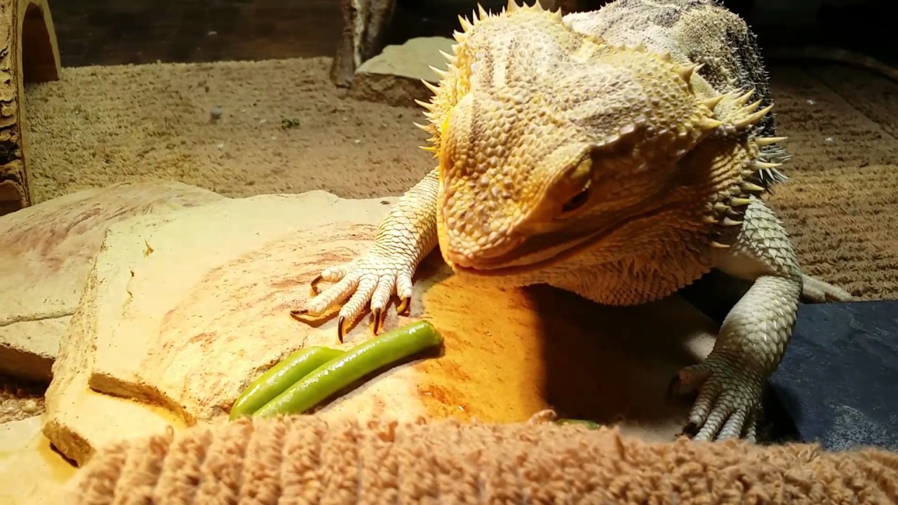 Bearded Dragon 