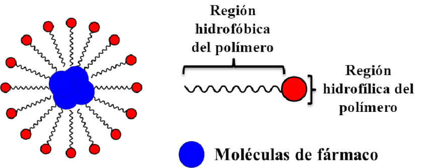 Representação esquemática das regiões hidrofílicas (polar) e hidrofóbicas (apolar) de um fosfolipídio