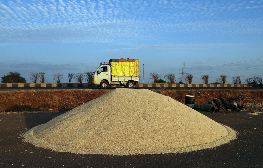  Aplica control de plagas y enfermedades del sorgo