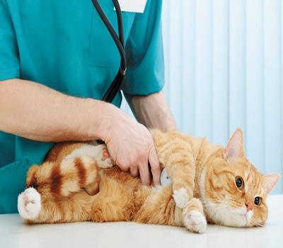 doktor veterinar malaysia