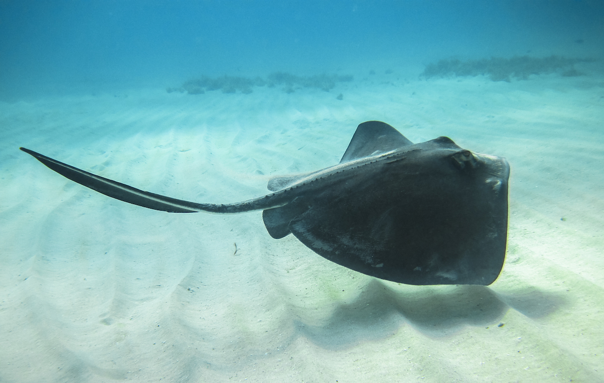 Stingrays in Grand Cayman