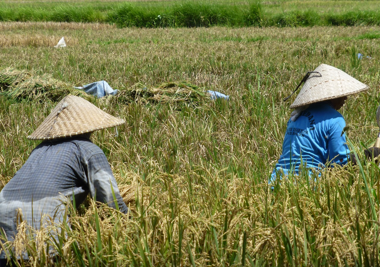 Two individuals working in a rice field wearing rice hats