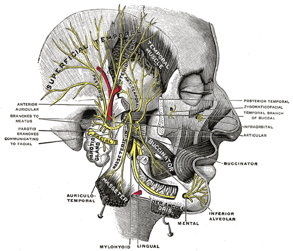 Illustration showing the path of the mandibular nerve.