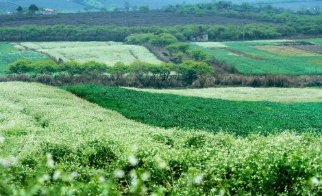 cho thuê xe tự lái đà nẵng cho thue xe tu lai da nang
