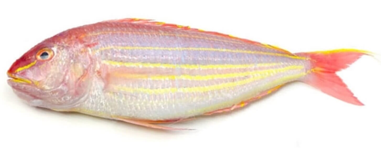 Jenis Ikan