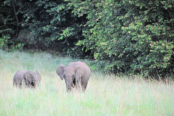 The Best Places To See Elephants In Thailand