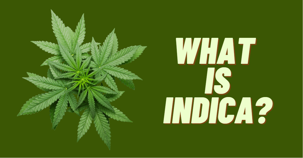 What Is Indica?