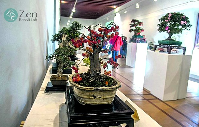 el bonsai en el mundo moderno