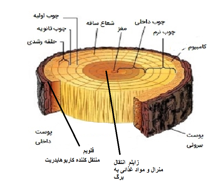 C:\Users\omidw\OneDrive\Billeder\مقاله در مورد درخت\مغز ۲ (2).png