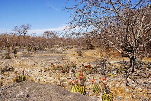 Caatinga: vegetação, clima e fauna do bioma - Significados