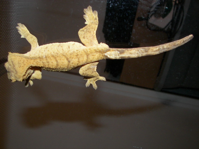 Tiger Crested Gecko