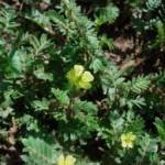 Tribulus terretris leaves