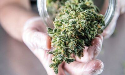 Comment cultiver des fleurs de CBD