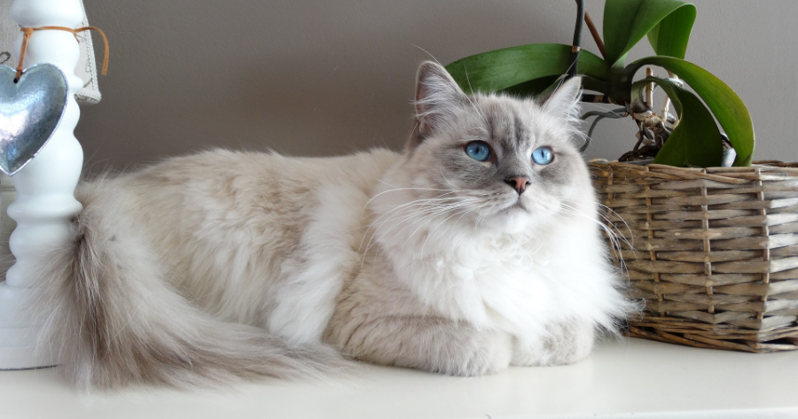 gatto-ragdoll-bianco