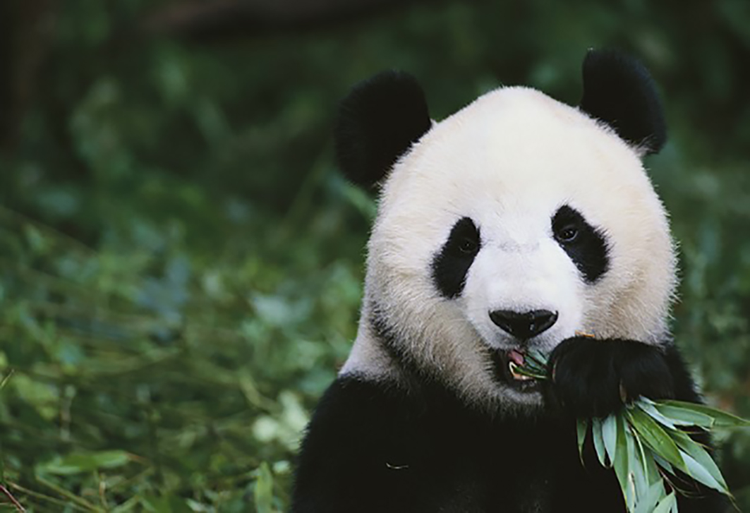PANDA largeest.jpg