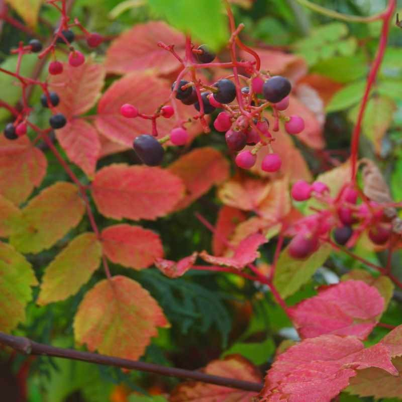 Pepper Vine (Ampelopsis megalophylla)