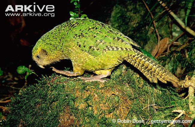 C:\Users\rwil313\Desktop\kakapo image.jpg