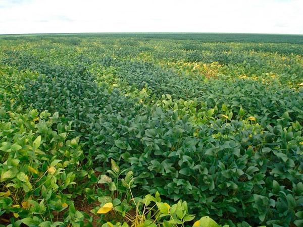 Campo com flores amarelas Descrição gerada automaticamente