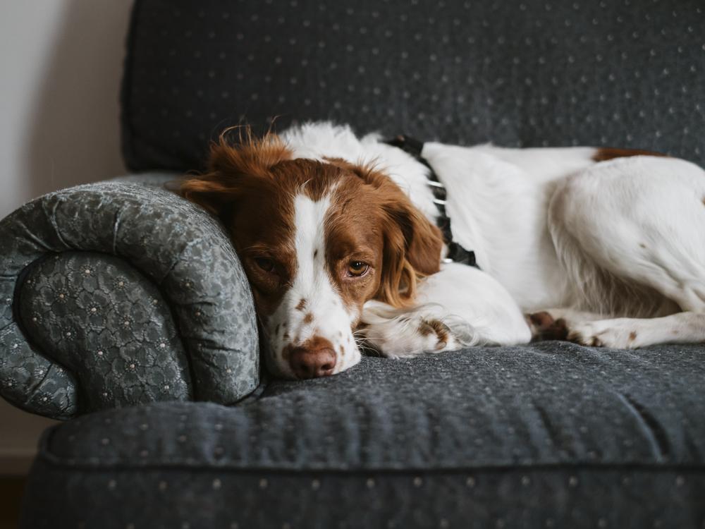 Sometimes Dogs Aren't Sad 
