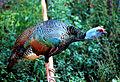 Meleagris ocellata1.jpg