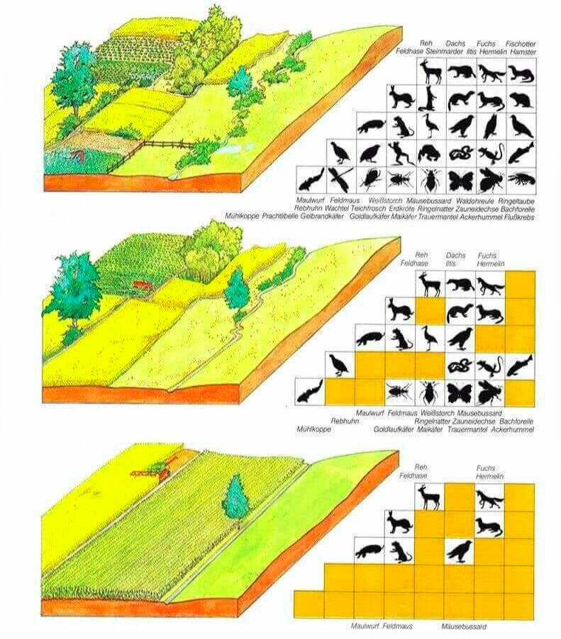 Diverse, well-integrated farms like coltura promiscua support significantly more native biodiversity than modern monocultures. Source: BUNDESAMT, F. U., & LANDSCHAFT, W. U. (1997). Umwelt in der Schweiz 1997. Berna, Buwal.