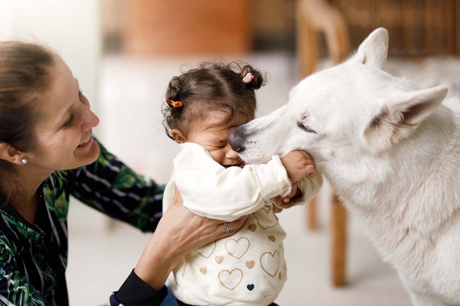 Criança abraça carinhosamente cachorro husky branco 