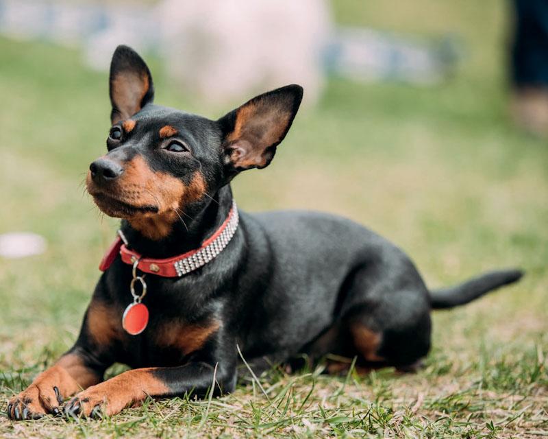Cachorro deitado na grama

Descrição gerada automaticamente