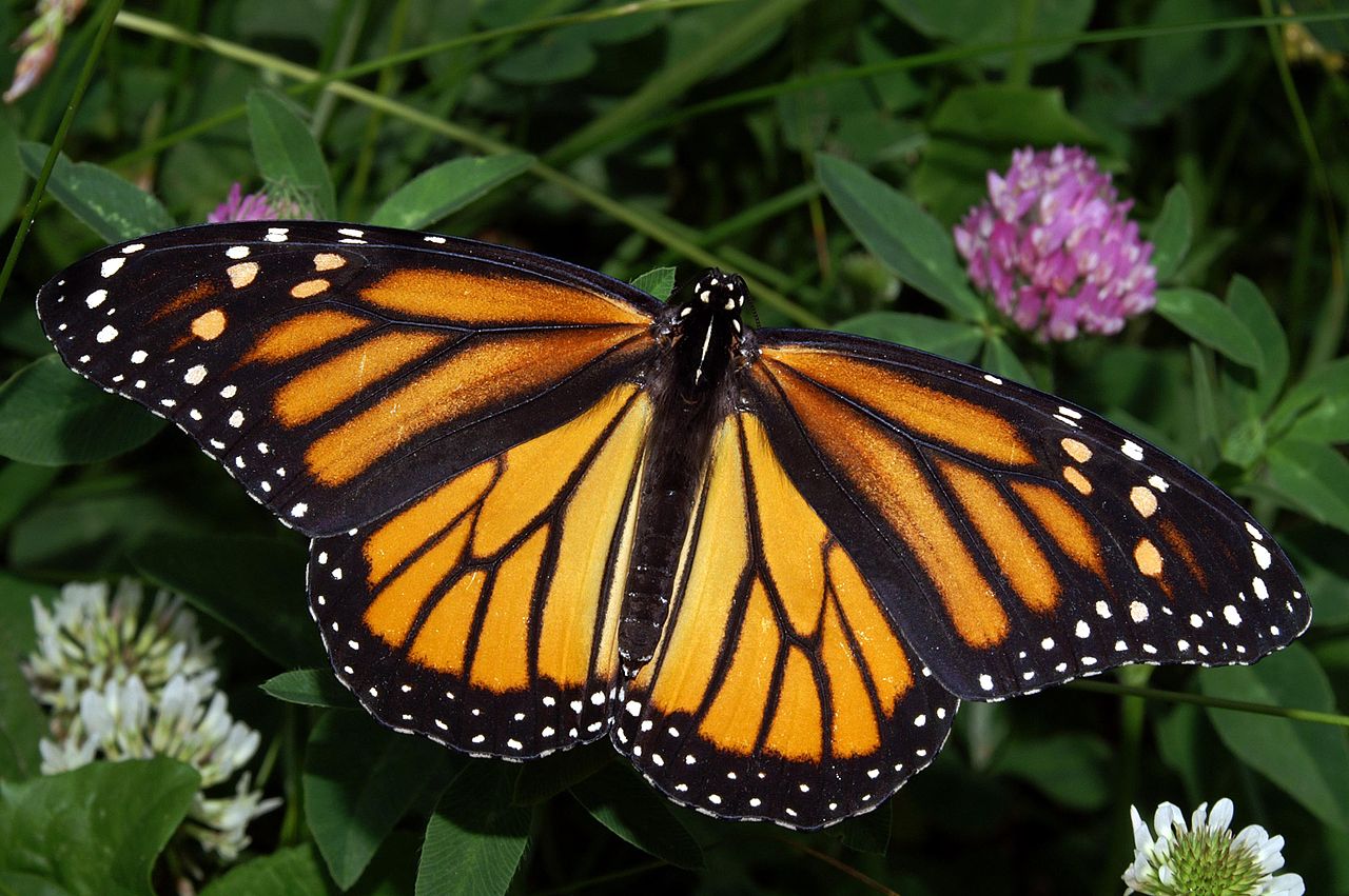 File:Monarch In May.jpg - Wikipedia