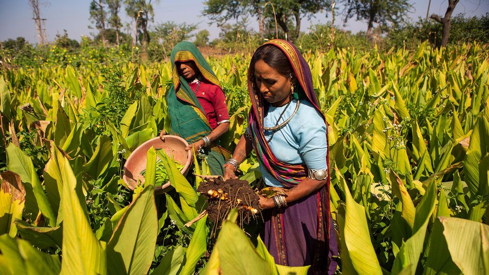 turmeric cultivation