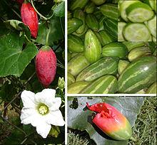 Coccinia grandis Ivy gourd compose.jpg