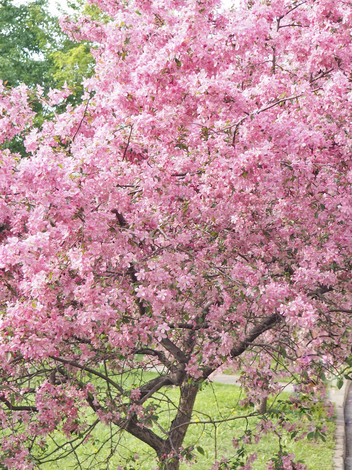 Купить розовую яблоню. Екатерининский парк цветение яблонь. Екатерининский парк розовые яблони. Екатерининский парк цветение розовых яблонь. Екатерининский парк в Москве Сакура.