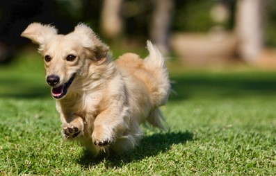 English Cream Dachshund – Everything You Need to Know