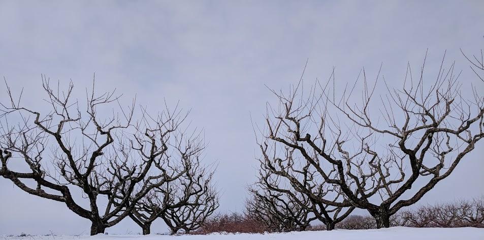 Pruning the Orchard: Part Two of a Three Part Series