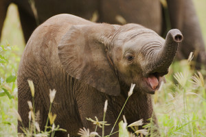 http://cuántopesa.com/wp-content/uploads/2015/11/elefante-africano-reci%C3%A9n-nacido-300x200.jpg