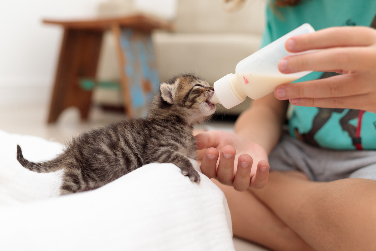 4 week old kitten care