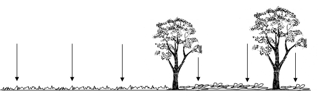 Grass on the ground with 2 trees. Six arrows pointing to the different testing sites for the pitfall traps. This diagram shows the importance of spreading out your traps.
