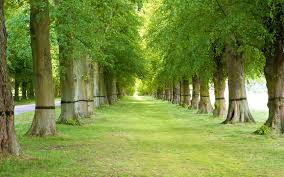 Image result for tree backgrounds