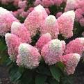 WorryFree® Love-A-Lot Pink Hydrangea