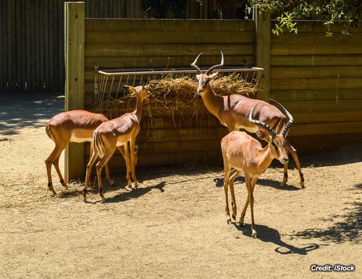 Sedation in Impala Antelope.jpg