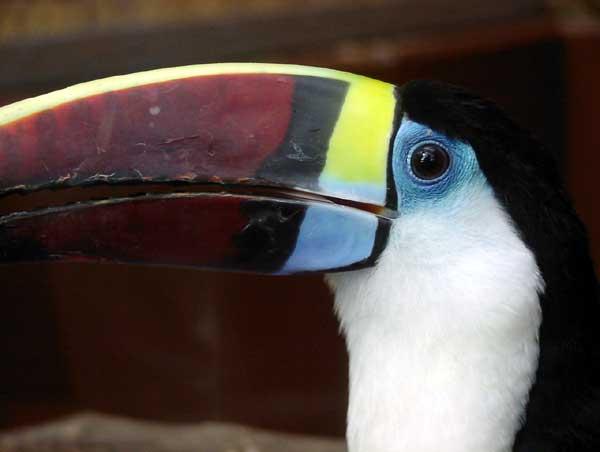 Ramphastos tucanus.jpg