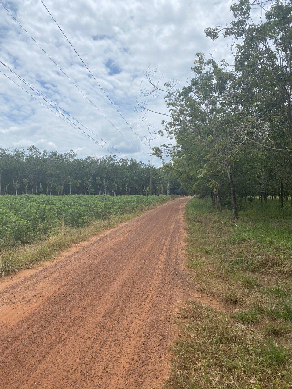 A path with trees on the side of a dirt road

Description automatically generated