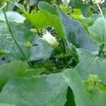 Ivy gourd