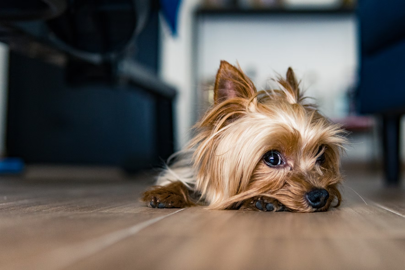 a Yorkshire Terrier